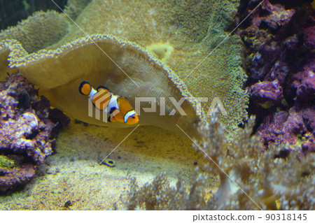 Amphiprion sebae, also known as the sebae clownfish, is an anemonefish found in the northern Indian Ocean, from Java to the Arabian Peninsula. Amphiprion sebae, also known as the sebae clownfish, is an anemonefish found in the northern Indian Ocean, from Java to the Arabian Peninsula. 90318145