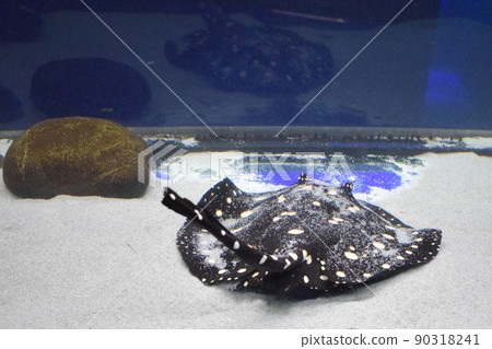 River ray, White-blotched river stingray. Black diamond stingray (Potamotrygon leopoldi) River ray, White-blotched river stingray. Black diamond stingray (Potamotrygon leopoldi) 90318241