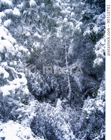 Kunming, Yunnan, China Snow-covered forest-Kunming Xishan Forest Park 90318781