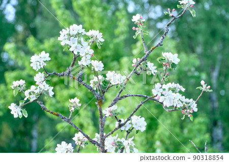 Blooming apple tree twig in springtime on a sunny day. 90318854