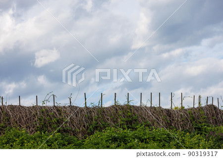 rustic fence entwined with dry wild grapes with cloudy sky in the background and and thickets of nettles in the foreground rustic fence entwined with dry wild grapes with cloudy sky in the background and and thickets of nettles in the foreground 90319317