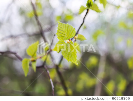 Branches of a tree in sunlight, natural green spring nature background. Branches of a tree in sunlight, natural green spring nature background. 90319509