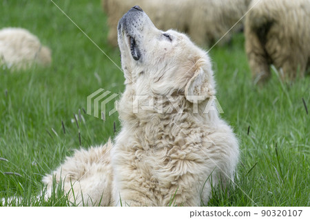 A shepherd dog is guarding a herd of sheep in the Tatra Mountains. A shepherd dog is guarding a herd of sheep in the Tatra Mountains. 90320107