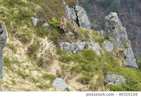 Chamois run down the rocks. Western Tatras. Chamois run down the rocks. Western Tatras. 90320108