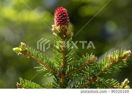 Young spruce cones in the spring. Young spruce cones in the spring. 90320109