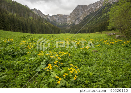 Great spring landscape in the Mala Laka Valley. Western Tatras. Great spring landscape in the Mala Laka Valley. Western Tatras. 90320110