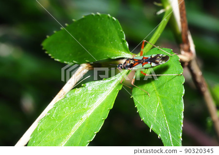 紅背龜 紅背龜 90320345