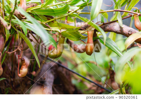 Nepenthes alata, tropical pitcher plant. Exotic plant is carnivorous and uses its nectar to attract insects that drown in the pitcher and are digested by the plant. 90320361
