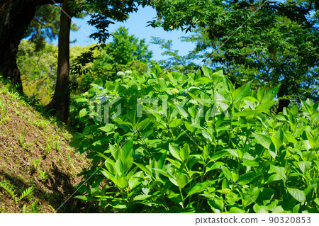 Fresh green on hydrangea flowers and young leaves that are beginning to bloom in Odawara Castle Park Fresh green on hydrangea flowers and young leaves that are beginning to bloom in Odawara Castle Park 90320853