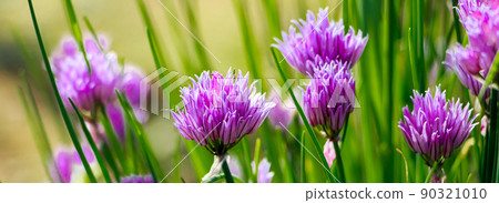 Violet wild onion Allium flowers in the sun. Blooming wild spring plants. Gardening and floriculture. Violet wild onion Allium flowers in the sun. Blooming wild spring plants. Gardening and floriculture. 90321010