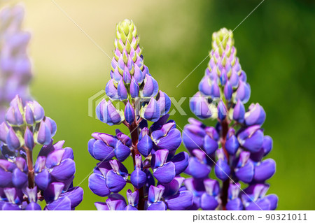 Purple lupine flowers in the sun. Blooming wild plants. Lupines field. Purple lupine flowers in the sun. Blooming wild plants. Lupines field. 90321011