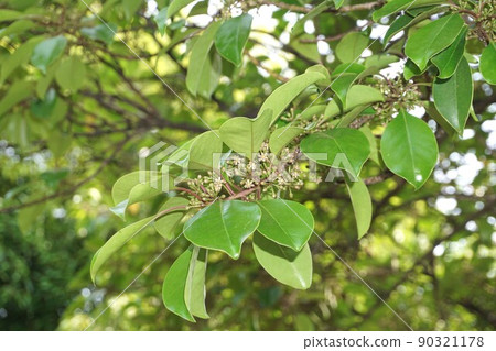 2022年5月開始開花的冬青花 2022年5月開始開花的冬青花 90321178