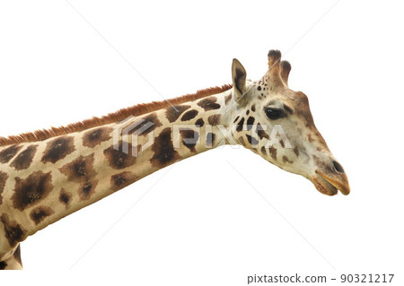 Close up of Giraffe Face, Neck, and Head Isolated on White Background Close up of Giraffe Face, Neck, and Head Isolated on White Background 90321217