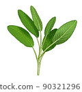 鼠尾草 90321296