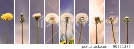 Dandelion flower with flying feathers on blue sky. Dandelion flower with flying feathers on blue sky. 90321885