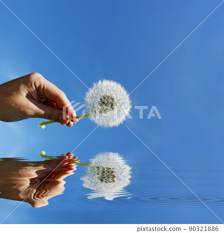 Dandelion flower with flying feathers on blue sky. Dandelion flower with flying feathers on blue sky. 90321886