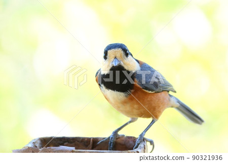 Varied tit, close-up against the backdrop of bright thickets 90321936