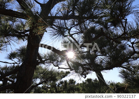 The sun peeking through a pine tree 90322137