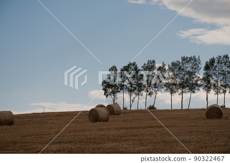 Wheat roll and birch row of trees Biei Town Wheat roll and birch row of trees Biei Town 90322467