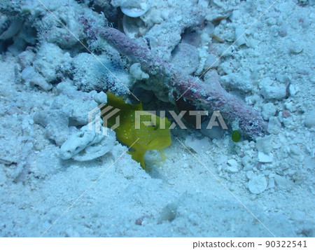 Jawfish lurking on the seabed of Ishigaki Island 90322541