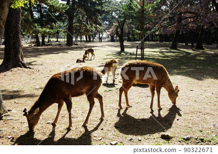 Nara Park where a flock of deer plays Nara Park where a flock of deer plays 90322671