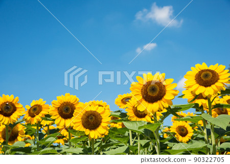 Sunflower in full bloom, summer image 90322705