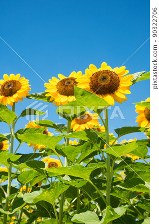 盛開的向日葵，夏天的形象 90322706