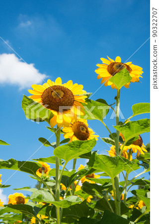 盛開的向日葵，夏天的形象 90322707