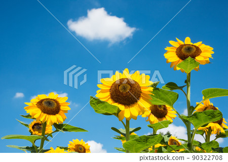 盛開的向日葵，夏天的形象 90322708