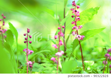 Pyrola asarifolia that grows in bright forests Pyrola asarifolia that grows in bright forests 90322828