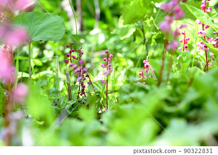 Pyrola asarifolia that grows in bright forests Pyrola asarifolia that grows in bright forests 90322831