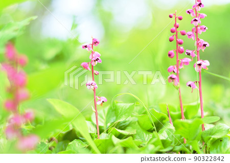 Pyrola asarifolia that grows in bright forests Pyrola asarifolia that grows in bright forests 90322842