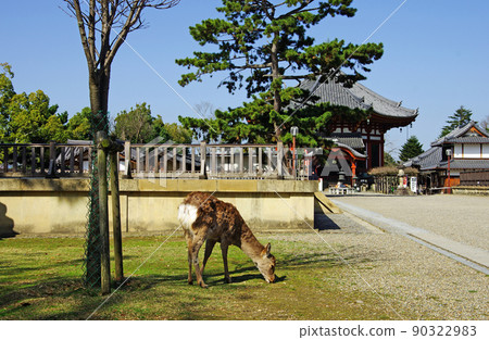 Deer playing at the Kofukuji Temple's Kofukuji Temple 90322983