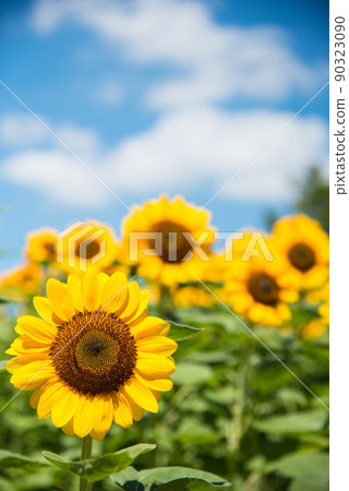 Sunflower in full bloom, summer image 90323090