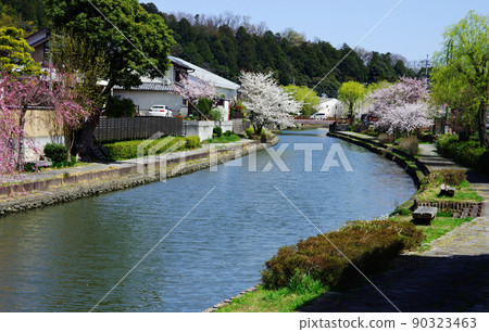 近江八幡市挖八幡的櫻花樹風光 近江八幡市挖八幡的櫻花樹風光 90323463