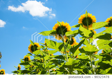 Sunflower in full bloom, summer image 90323478