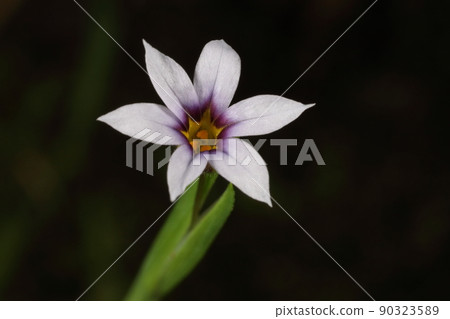 Natural plants, Sisyrinchium rosacea, naturalized plants. The flower is smaller but taller than the Sisyrinchium genus of the same genus, so the name was given. Natural plants, Sisyrinchium rosacea, naturalized plants. The flower is smaller but taller than the Sisyrinchium genus of the same genus, so the name was given. 90323589