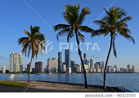 City of Miami, Florida skyline with coconut palms in foreground. 90323593