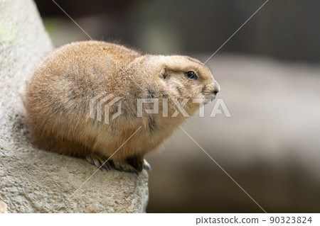 Black-tailed prairie dog Black-tailed prairie dog 90323824