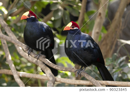 Nishi Musaki Eboshidori 90323845