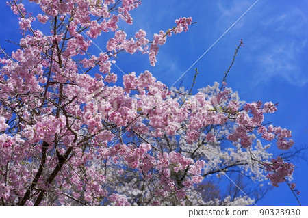 仰望藍天背景的粉紅色垂枝櫻花盛開@奈良 90323930
