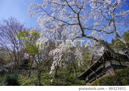 仰望藍天的寺廟與盛開的櫻花的合作@奈良 90323931