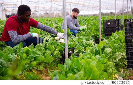African-American farmer harvesting Swiss chard African-American farmer harvesting Swiss chard 90323955