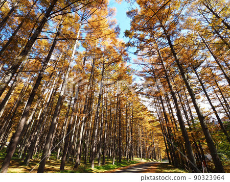 The road of the Kara pine forest, the trees that turned yellow, and the colors and tranquility of autumn are beautiful. 90323964