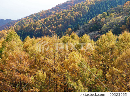 The yellow-colored Karamatsu forests and forests color the mountain surface, shining in the morning sun, and are beautiful. The yellow-colored Karamatsu forests and forests color the mountain surface, shining in the morning sun, and are beautiful. 90323965
