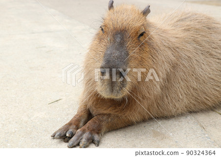 治愈困倦的水豚 90324364