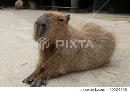 治愈困倦的水豚 90324366