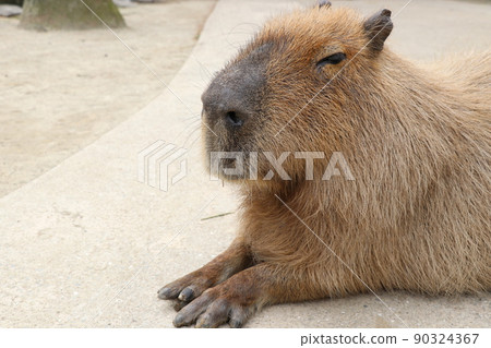 治愈困倦的水豚 90324367