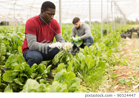 African-american man harvesting mangold in a plastic box 90324447