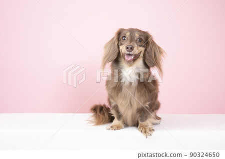 粉紅色的背部和微笑的迷你臘腸犬 粉紅色的背部和微笑的迷你臘腸犬 90324650